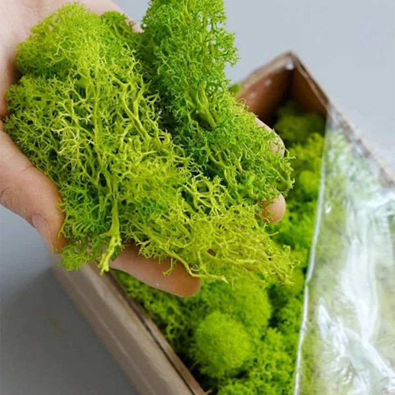 人工苔,20g,ミニの永遠の生地,偽の草,DIYの手工芸品, - Sphagnum Moss Dry のレビューと価格
